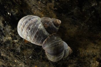Media type: image;   Malacology 413373 Description: Live specimen image, in situ.;